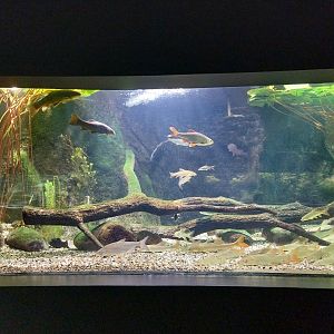 Palmiarnia Miejska Gliwice - Aquarium - Polish river aquarium