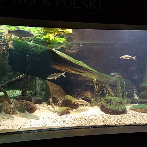 Palmiarnia Miejska Gliwice - Aquarium - Polish river aquarium