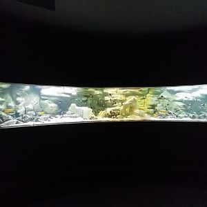 Palmiarnia Miejska Gliwice - Aquarium - Lake Tanganyika aquarium