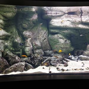 Palmiarnia Miejska Gliwice - Aquarium - Lake Tanganyika aquarium