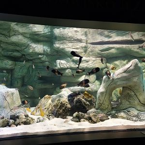 Palmiarnia Miejska Gliwice - Aquarium - Lake Tanganyika aquarium