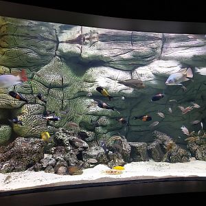Palmiarnia Miejska Gliwice - Aquarium - Lake Tanganyika aquarium