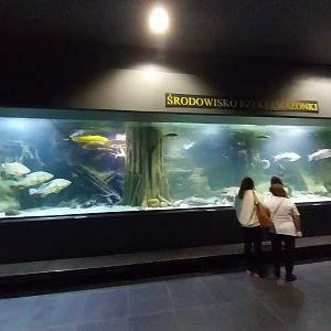 Palmiarnia Miejska Gliwice - Aquarium - Amazon aquarium