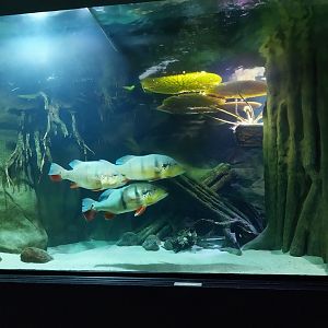 Palmiarnia Miejska Gliwice - Aquarium - Amazon aquarium - Blue Peacock Bass (Cichla monoculus)