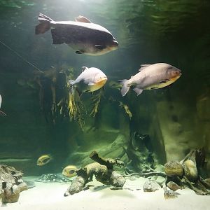 Palmiarnia Miejska Gliwice - Aquarium - Amazon aquarium - Black Pacu (Colossoma macropomum)