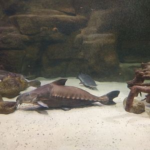 Palmiarnia Miejska Gliwice - Aquarium - Amazon aquarium - Ripsaw Catfish (Oxydoras niger) and Barred Sorubim (Pseudoplatystoma fasciatum)