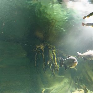 Palmiarnia Miejska Gliwice - Aquarium - Amazon aquarium
