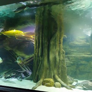 Palmiarinia Miejska Gliwice - Amazon aquarium