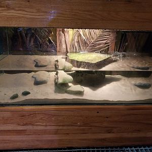 Palmiarinia Miejska Gliwice - Chinese soft-shelled turtle exhibit