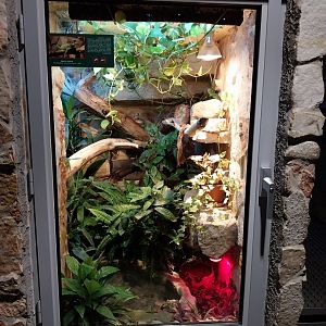 Palmiarinia Miejska Gliwice - Chinese water dragon exhibit