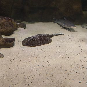 Palmiarinia Miejska Gliwice - Amazon aquarium - Pearled River Stingray (Potamotrygon jabuti)