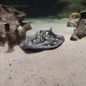 Palmiarinia Miejska Gliwice - Amazon aquarium - White-blotched River Stingray (Potamotrygon leopoldi)