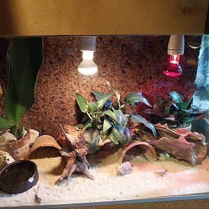 Palmiarinia Miejska Gliwice - Common Leopard gecko terrarium