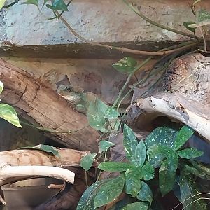 Palmiarinia Miejska Gliwice - Chinese Water Dragon (Physignathus cocincinus)