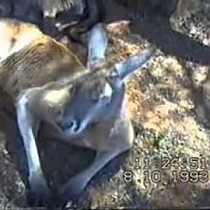 Whyalla Fauna Park footage 1993