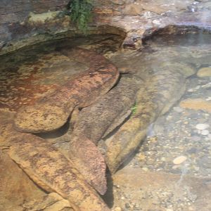 Chinese Giant Salamanders