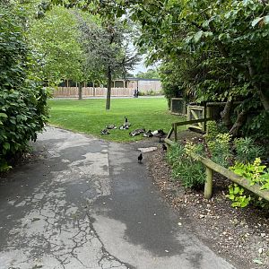 Geese in the zoo 29.6.24