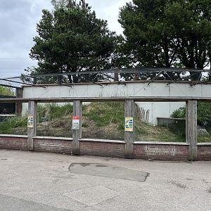 Sand lizard enclosure 29.6.24