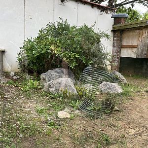 Sand lizard enclosure 29.6.24