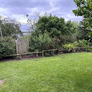 Wild Rabbits outside SOTJ 29.6.24