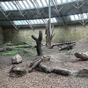 Second Andean bear enclosure indoors 29.6.24