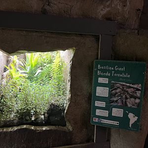 Brazillian giant blonde tarantula terrarium 29.6.24