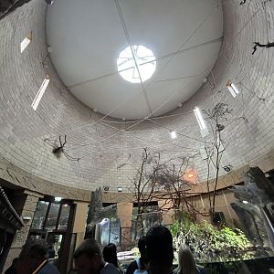 Linne’s two-toed sloth indoors 29.6.24