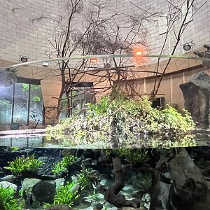 Linne’s two-toed sloth indoors and Amazon aquarium 29.6.24