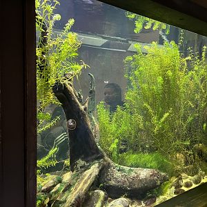 Lake titicaca water frog tank 29.6.24