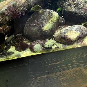 Lake Titicaca water frog 29.6.24