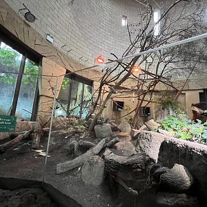 Linne’s two-toed sloth indoors 29.6.24