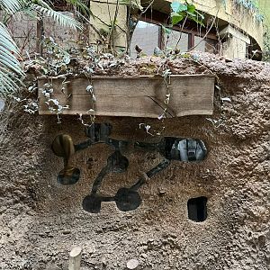 Former leafcutter ant enclosure 29.6.24