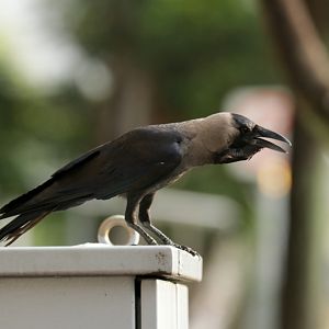 Indian house crow (Corvus splendens)