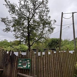 Linne’s two-toed sloth enclosure 29.6.24