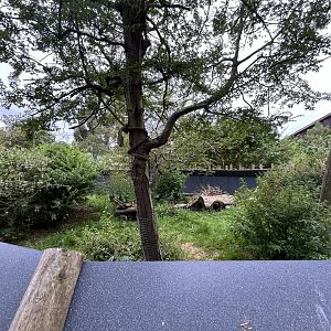 Linne’s two-toed sloth and Azara’s agouti enclosure 29.6.24