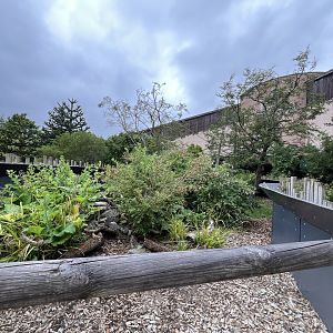 Linne’s two-toed sloth and Azara’s agouti enclosure 29.6.24