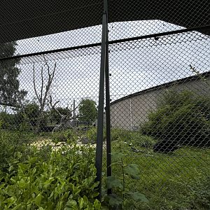 Second Andean bear enclosure 29.6.24