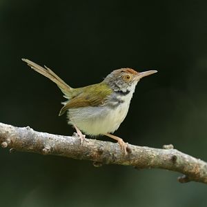 Common Tailorbird (Orthotomus sutorius maculicollis)