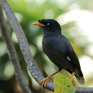 Javan myna (Acridotheres javanicus)