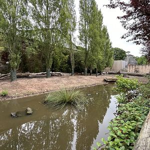 Red river hog enclosure 29.6.24