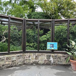 Sumatran laughingthrush aviary 29.6.24