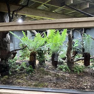 Tuatara enclosure  29.6.24