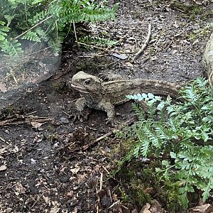 Tuatara  29.6.24