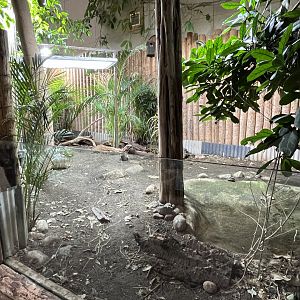 Oustalet’s chameleon and Radiated tortoise enclosure 29.6.24