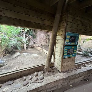 Oustalet’s chameleon and Radiated tortoise enclosure 29.6.24