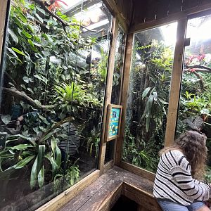 Poison dart frog terrariums 29.6.24