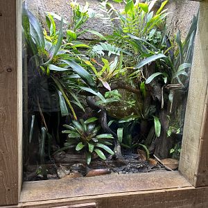 Strawberry poison dart frog terrarium 29.6.24