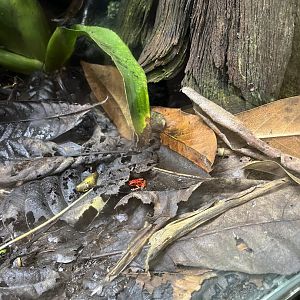 Strawberry poison dart frog 29.6.24