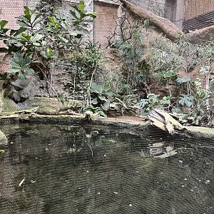 White-winged duck aviary 29.6.24