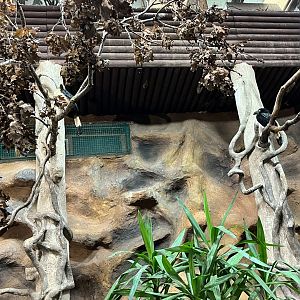 Visayan hornbills 29.6.24